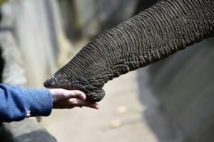 EU-Funded PROBOSCIS Project Develops Elephant Trunk-Inspired Soft Robot Gripper