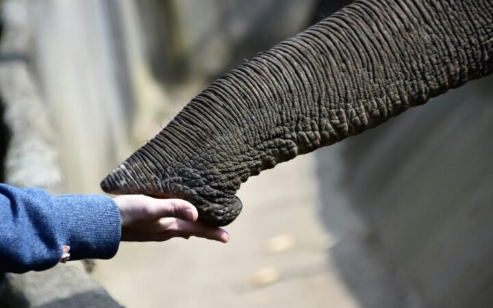 EU-Funded PROBOSCIS Project Develops Elephant Trunk-Inspired Soft Robot Gripper