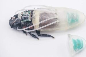 NTU Singapore Develops Diving Suit for Cyborg Cockroaches, Deployed in Myanmar Earthquake Response