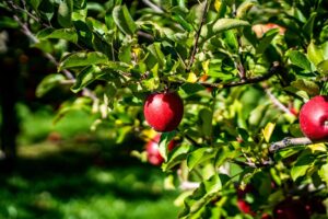 Cornell Leads $7.5 Million USDA Project to Deploy Robots in U.S. Apple Orchards