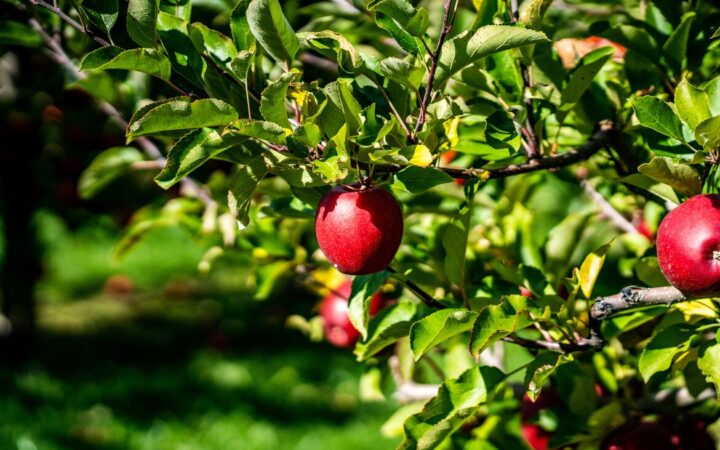 Cornell Leads $7.5 Million USDA Project to Deploy Robots in U.S. Apple Orchards