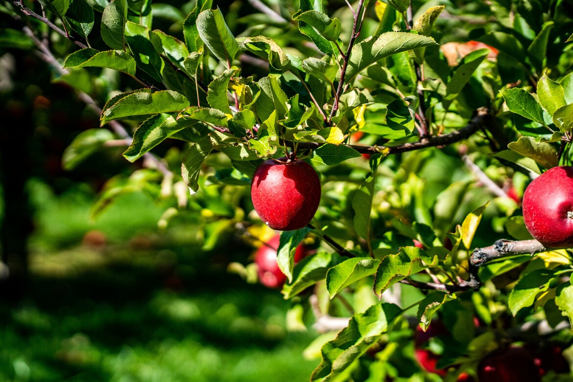 Cornell Leads $7.5 Million USDA Project to Deploy Robots in U.S. Apple Orchards